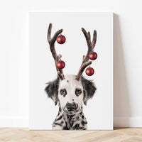 Little Reindeer